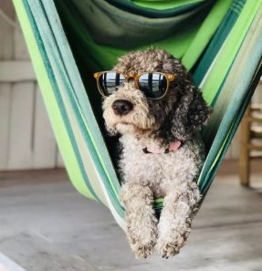 Faut-il vraiment tondre son chien ou son chat pour sa santé ? - kozoo