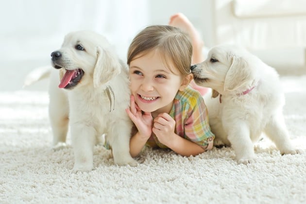 Puce et chien: Le guide parfait pour vous en sortir facilement - kozoo