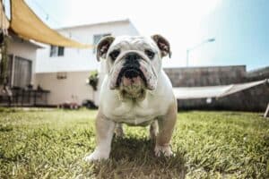 Une des races de chiens et chats assurée par kozoo, le bouledogue. 