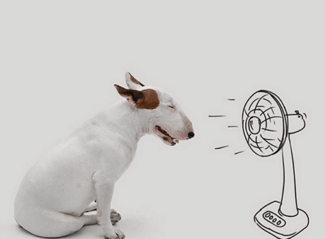 Un chien devant un ventilateur