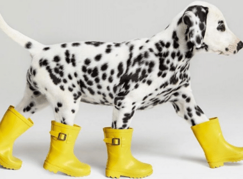 Bébé dalmatien avec des bottes de pluie jaune