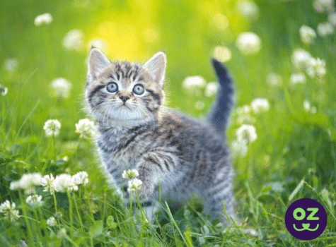 Chaton dans l'herbe