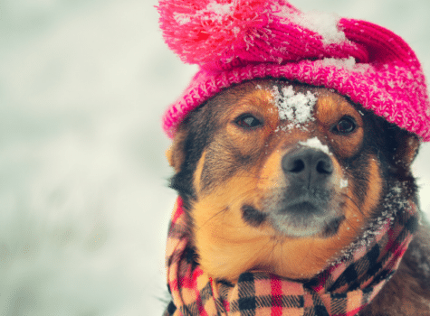 Un chien avec un bonnet et une écharpe sous la neige