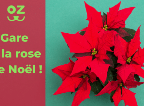 Affiche de prévention sur les dangers de la rose de Noël