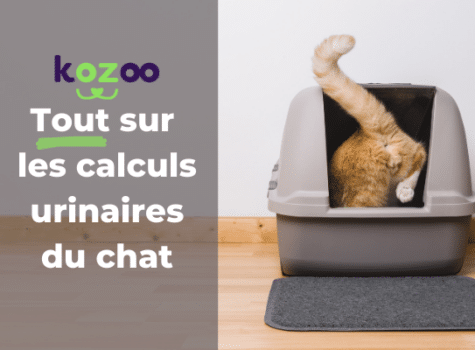 Affiche sur les calculs urinaires du chat