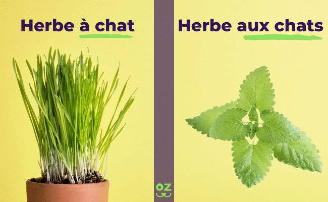 Connaissez Vous L Herbe A Chat Ou La Cataire Effets Avantages Et Mode D Emploi