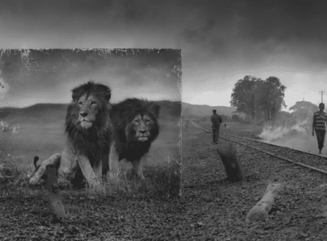 Photographie de Nick Brandt de lions à coté d'une voie ferrée