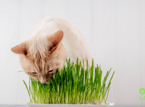 Un chat mangeant de l'herbe à chat