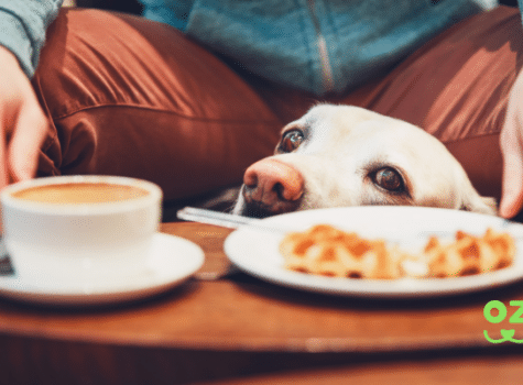 Un chien attiré par un café gourmant