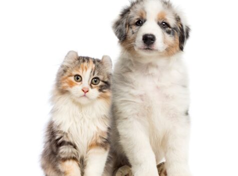 Un chiot et un chaton cote à cote