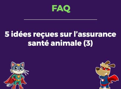 5 idées reçues sur l'assurance santé animale, partie 3