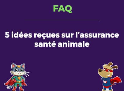 5 idées reçues sur l'assurance santé animale, partie 1