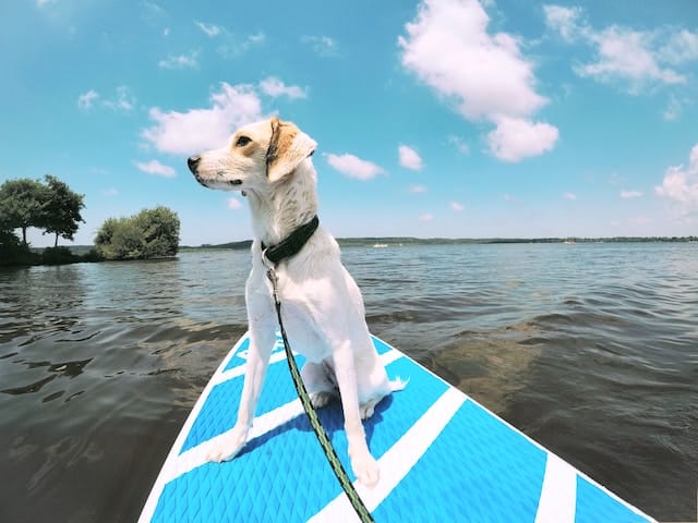 Les Sports Canins Insolites À Tester Avec Son Chien   Kozoo