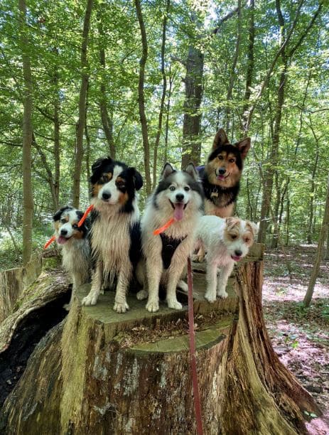 Chenil pour chien et alternatives de gardiennage de chien - Animal Futé