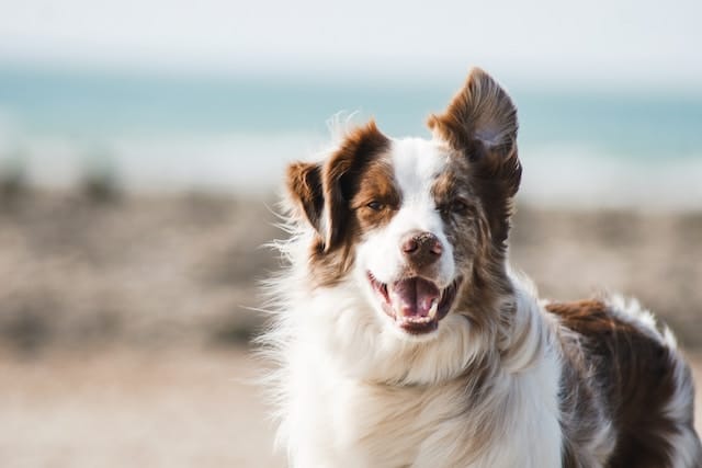 L'arthrose du chien : symptômes, prévention et traitement
