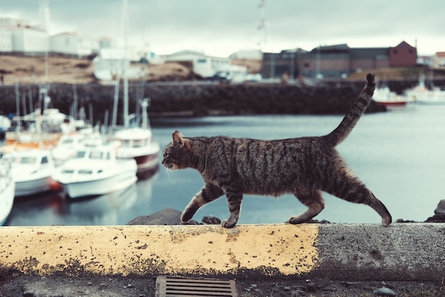 un-chat-marche-près-de-bateaux