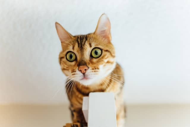 Tous ces facteurs de stress qui perturbent un chat - Absolument Chats