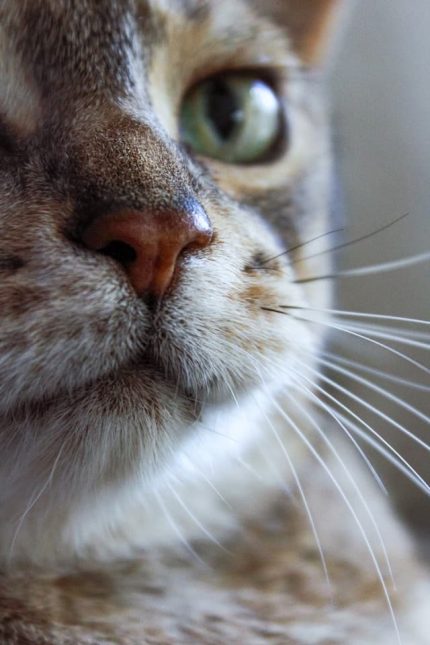 Les symptômes du stress chez le chat : Les connaitre pour mieux anticiper