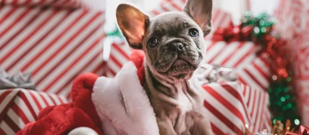 Quel cadeau faire à son chien ou son chat pour Noël ? - kozoo