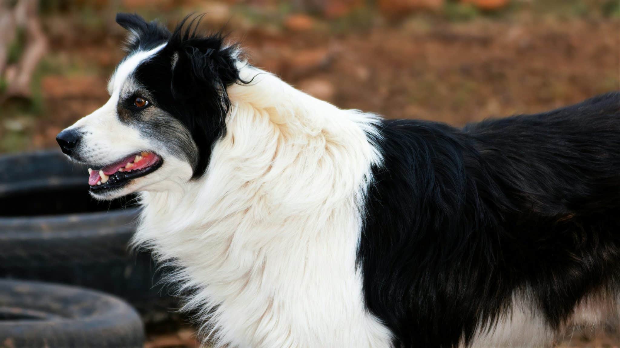 Chien de berger : tout savoir sur ce gardien dévoué - kozoo