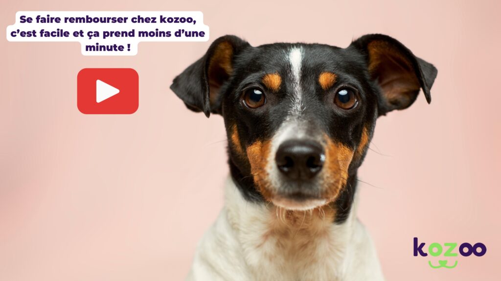 Remboursement facile, facture vétérinaire, (assurance kozoo santé chien et chat).
