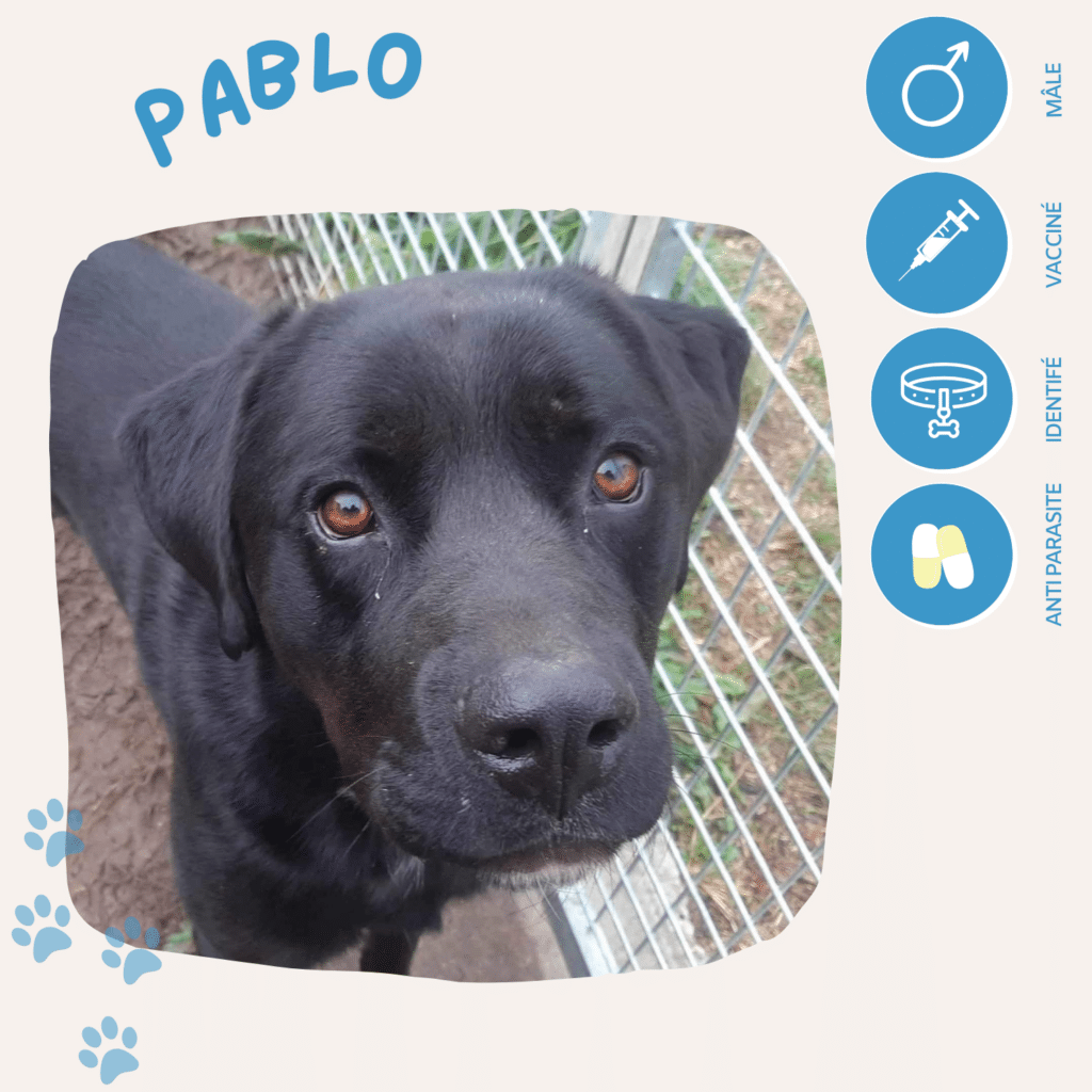 Pablo, association pet's rescue 