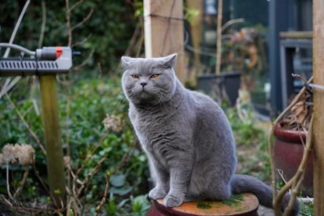 un-chat-assis-dans-le-jardin