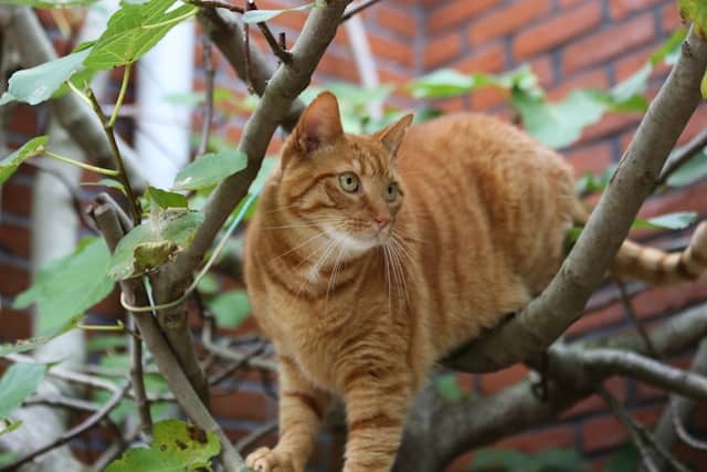 un-chat-dans-un-arbre