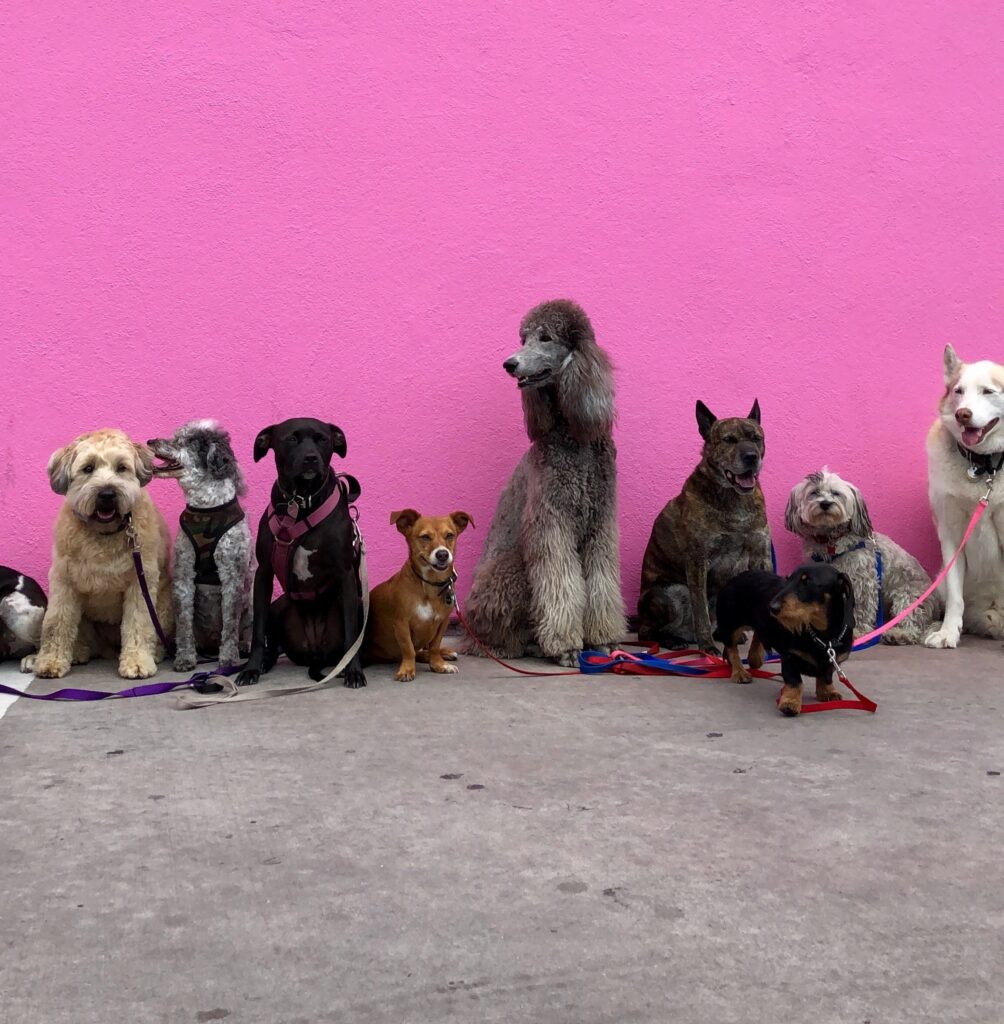 Chiens et chats de l'assurance kozoo dans le cadre du plan national pour le bien être des animaux de compagnie. 