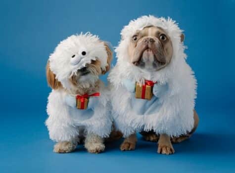 Deux chiens déguisés