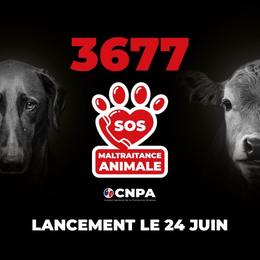 Numéro national 3677, dédié au signalement des cas de maltraitance animale. 