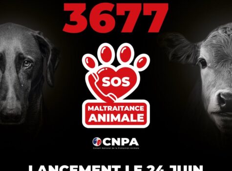 Numéro national 3677, dédié au signalement des cas de maltraitance animale.