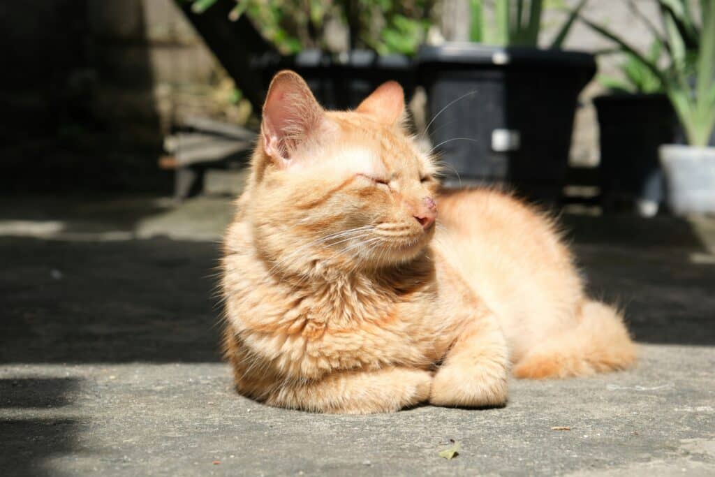 Chat allongé sur la terrasse face au soleil en période de canicule 