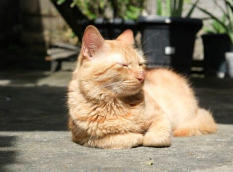 Chat allongé sur la terrasse face au soleil en période de canicule