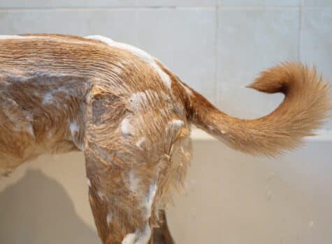 Shampoing qui mousse sur le pelage du chien