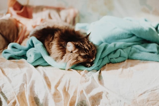 un-chat-dort-au-chaud
