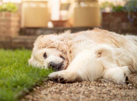 un-chien-golden-retriever-couché-dans-le-jardin
