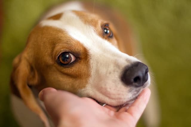 un-chien-qui-a-la-tete-dans-la-main-d-un-humain