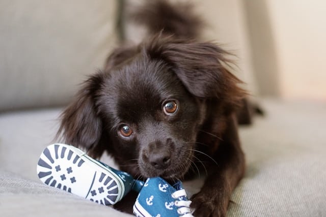 un-chiot-avec-de-petites-chaussures