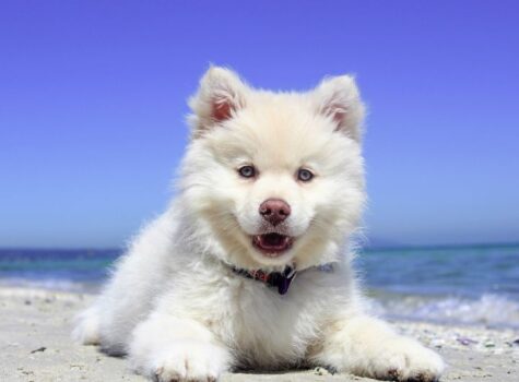 Gros chien blanc à la plage