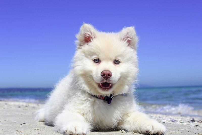 Gros chien blanc à la plage 
