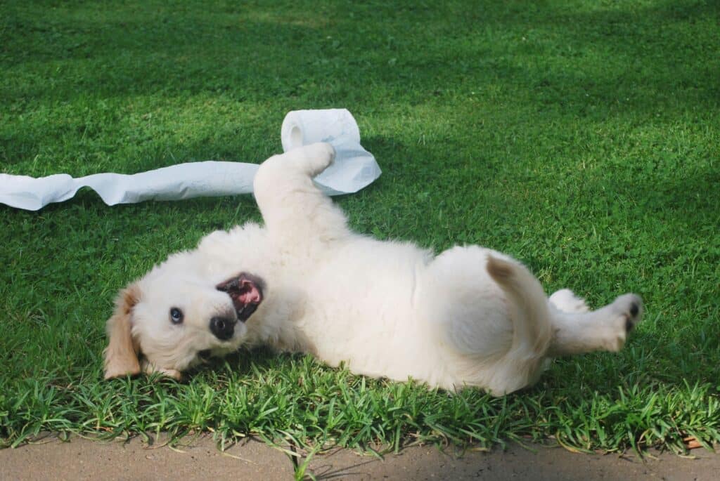 Chien qui se roule dans l'herbe après avoir mangé ses crottes 