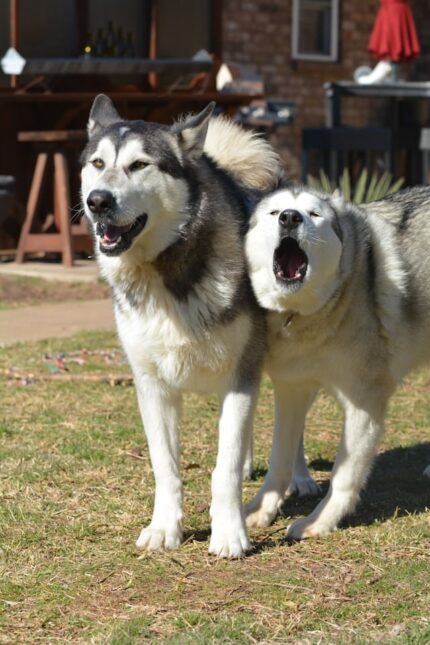 deux-chiens-Malamute-aboient