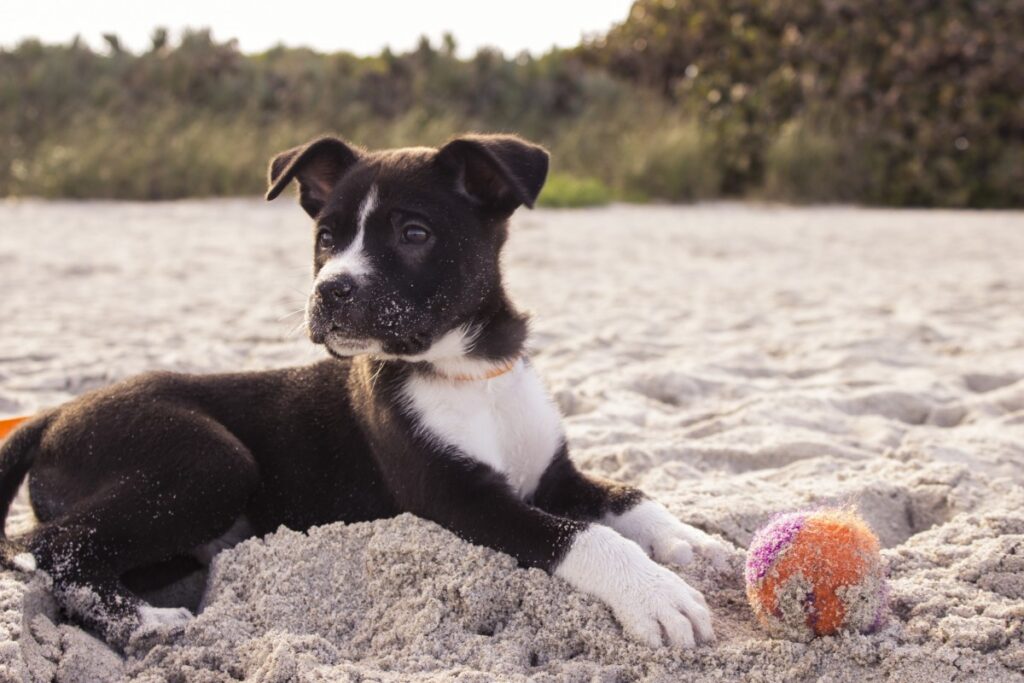 Chien qui joue à la balle à la plage 