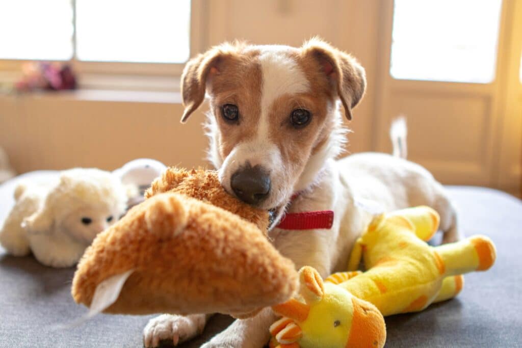 Chien qui joue avec des jouets avant de dormir 