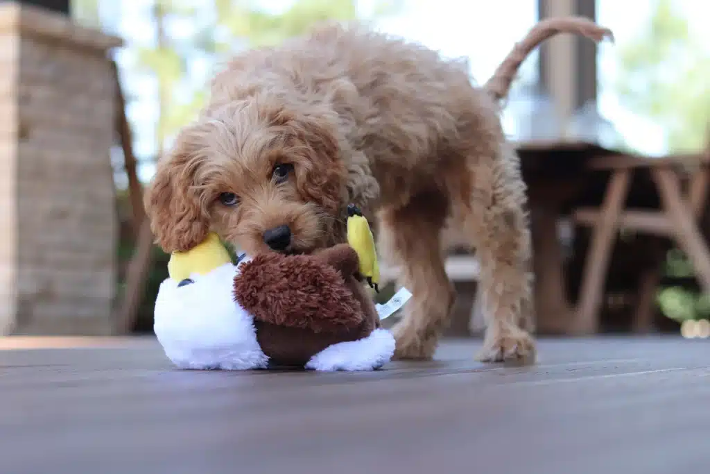 Chiot avec son doudou 