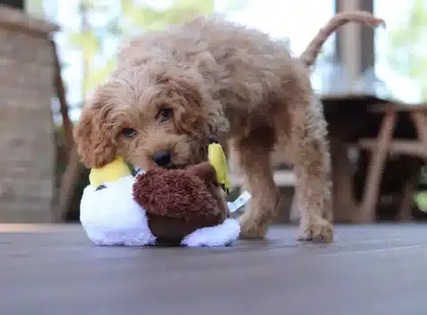 Chiot avec son doudou