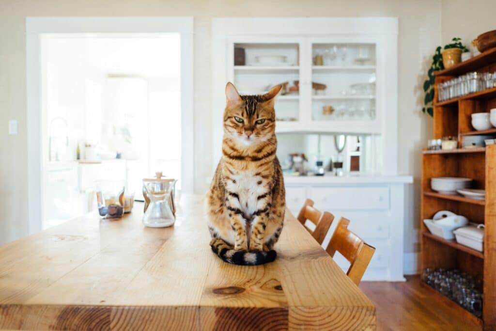 Chat malade assis sur une table qui a du sang dans ses urines. 