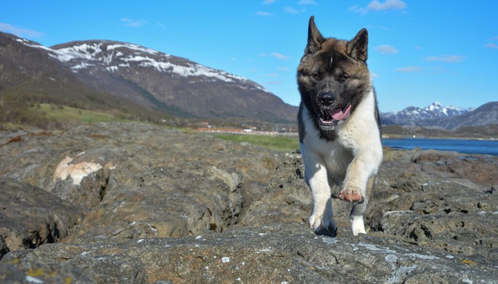 Chien qui fait de la course à pied en montagne 