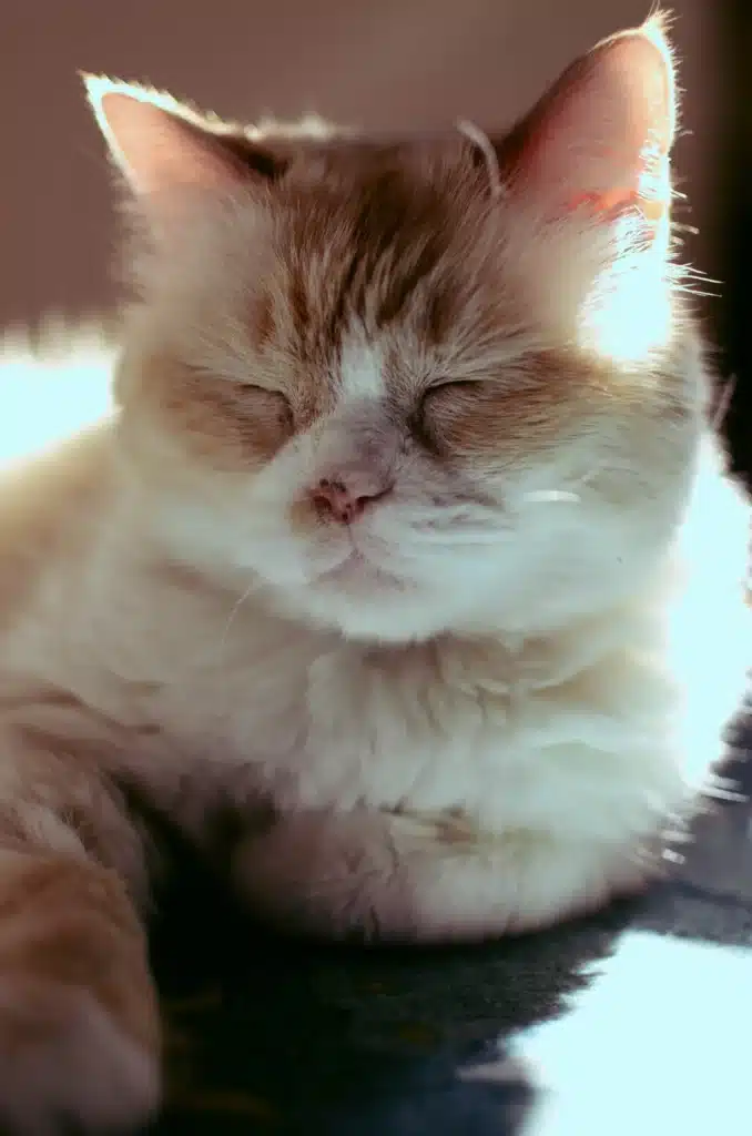 Chat âgé fatigué qui ferme les yeux 